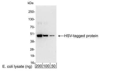 Western Blot: HSV Tag Antibody [HRP] [NB600-515] - 200, 100, or 50 ng of E. coli whole cell lysate expressing a multi-tag fusion protein. Antibody used at 0.04 ug/ml (1:25,000).